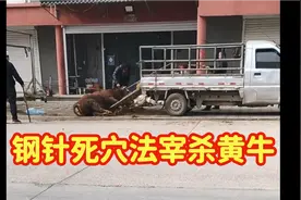 路边肉铺老板宰牛现场，钢针死穴法宰杀黄牛，看完你还吃牛肉吗？视频封面