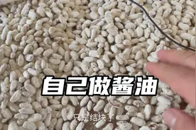 6疫情在家，自己晒古法酱油，配菌过程视频封面