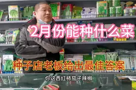 2月份适合种什么蔬菜？种子店老板给出最佳答案，千万别错过视频封面