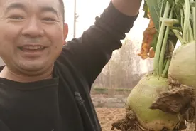 沂水马站的狮子头咸菜，原材料（啦嘎达）迎来了丰收！视频封面