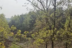 河南话，这地方真不赖！视频封面