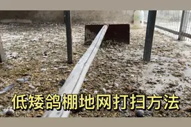 应粉丝要求，出一期鸽棚地网低矮的打扫方法，你学废了吗？
