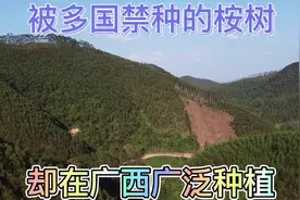 被多国禁种的桉树，却在我国广西广泛种植，大家知道为什么吗？