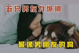 全网五只最像男朋友的狗，快来看看有没有你喜欢的那一只！