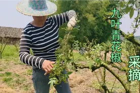 九叶青花椒的采摘全过程视频封面
