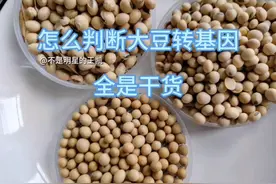 怎么判断大豆转基因视频封面