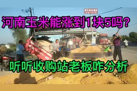 河南玉米价格最新行情，能不能涨到1.5元，来听听收购站老板咋说