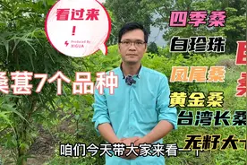 桑葚七个品种到底都长得是什么样子呢？带你一次认全，看完就懂了视频封面