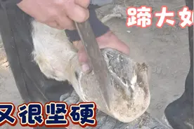 这马聪明懂得配合，知道修蹄是为它好，修完蹄马儿亲吻师傅致谢