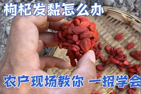 枸杞到底咋保存，发黏咋办！看枸杞种植户这几招，放一年不会发黏视频封面