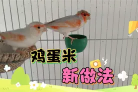 关内小城：新配方做玉鸟鸟粮，大家看看我能成功吗？视频封面