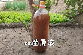 em菌原液的制作方法，是发酵剂，也是有益菌肥，喷施灌浇灌都好用视频封面