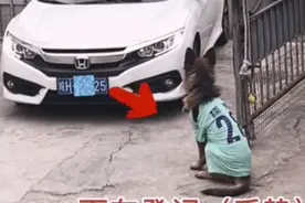 这“保安”永远坚守岗位，认真负责！监控拍下精彩一幕！推荐有奖视频封面