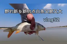 野钓新乡新钓点，大鱼小鱼都能钓，钓友们可以来玩