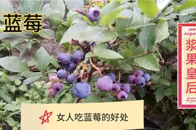 蓝莓营养丰富，女人吃蓝莓有这么几点好处，去看看😊！视频封面
