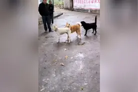 这次大黄主人在旁边，胆子大了、直接把小白干怕了