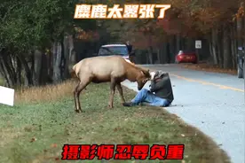 为了捕捉优美的镜头，摄影师忍辱负重，遭受麋鹿疯狂攻击视频封面