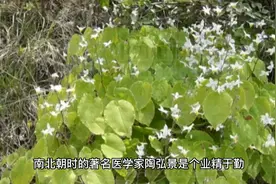 补肾壮阳良药淫羊藿视频封面