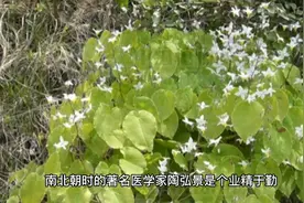 补肾壮阳良药淫羊藿视频封面