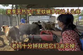 夏季天热牛厂里蚊蝇多的让人头疼，老妈十分钟就把它们消灭掉养牛
