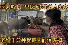 夏季天热牛厂里蚊蝇多的让人头疼，老妈十分钟就把它们消灭掉养牛