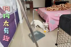 每次扫地狗狗都会跟着，还像兔子一样跳来跳去，太有治愈感的狗宝视频封面