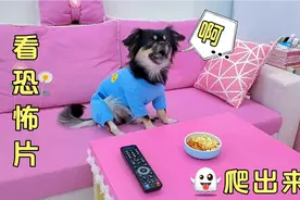 狗狗看恐怖片，发生搞笑一幕，女鬼竟被狗狗吓跑视频封面
