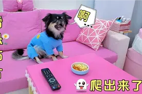 狗狗看恐怖片，发生搞笑一幕，女鬼竟被狗狗吓跑视频封面