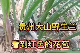贵州大山野生兰花真多，看到红色的花苞有点心动了，可能是好花视频封面