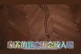 家养的蛇到底会不会咬自己人视频封面
