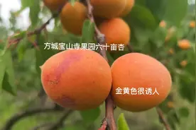 河南方城宝山寺果园六十亩的杏熟了，金黄色很诱人。正在采摘中视频封面