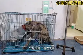 命运多舛的流浪狗狗强强，浑身严重溃烂，细小又找上身视频封面