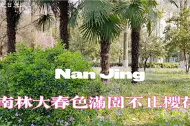 太美了！南林大校园春色如画，不止樱花视频封面