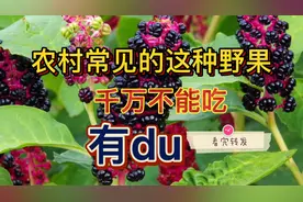 垂序商陆农村常见的这种野果不能吃，有du，看完转发