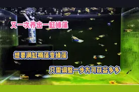 又养出一缸绿藻来，满缸褐藻变绿藻，只需调整一步方可获益多多视频封面