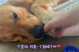 如何哄好一条胆小懦弱的狗视频封面