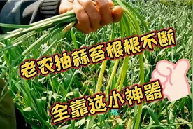 老农种2分地大蒜长势喜人，抽400斤蒜苔根根不断，全靠这小神器