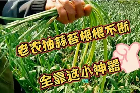 老农种2分地大蒜长势喜人，抽400斤蒜苔根根不断，全靠这小神器