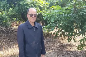 龙眼回缩修剪树催花成功难上加难，细致护穗成功也是有机会的