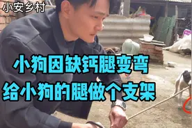 奶奶家小狗因缺钙腿变弯了，小伙急忙做了个支架，结果不会走路了