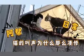 猫的叫声为什么那么像小孩，非常凄惨，原来是这样