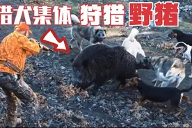 夕阳红老年团狩猎野猪，8只猎犬围攻野猪，没有退路的野猪被猎杀视频封面