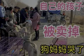 狗妈妈看着孩子被卖掉，万般不舍却无能为力，哀嚎的叫声让人心痛视频封面