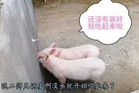 养猪栏水嘴安装过程，水电工还没装好，二师兄就迫不及待吃上啦！