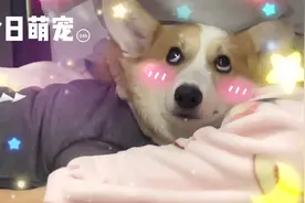 震惊！深圳小夫妻养的第一只叫三胖的狗狗居然有这么多神奇技能！视频封面