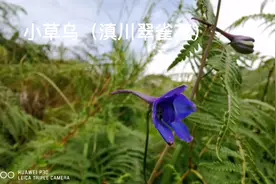 身边的草药（683），小草乌（川滇翠雀花），除湿散寒通络止痛视频封面