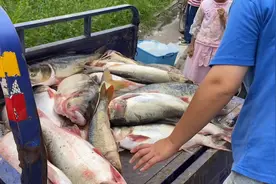 小浪底泄洪排沙，出现好多大鱼，一条七八斤的黄河鲤鱼200元成交