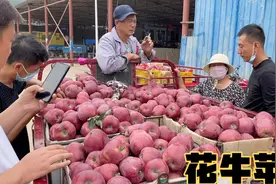 实拍甘肃花牛苹果交易市场，5元一斤果农们乐开了花，这苹果咋样视频封面