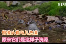 慢镜头看鸟儿洗澡，原来它们是这样子洗澡的，太可爱了！
