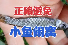 小鱼疯狂闹窝怎么钓？两个野钓实用小技巧，避开小鱼钓大鱼视频封面